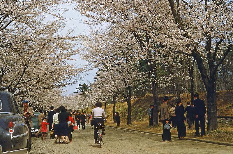 1953 Japan 135 Sakura Day 1953.jpg
